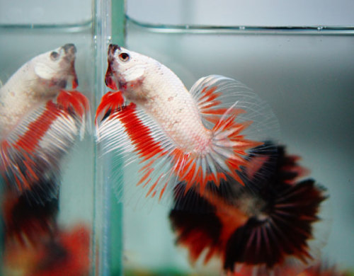 Beautiful Bettas From A Thai Breeder [x]
