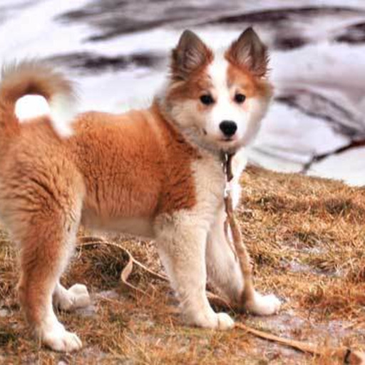 mydogcanbloog:  animals