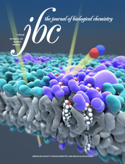 Cover illustration for the Journal of Biological Chemistry. Article describes how cholesterol influences nitric oxide diffusion dynamics and signaling.
Illustration: Ethan Tyler