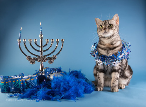 animal-photographies:Marquis. American shorthair cat.Happy Hanukkah!