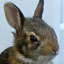 sketchbun