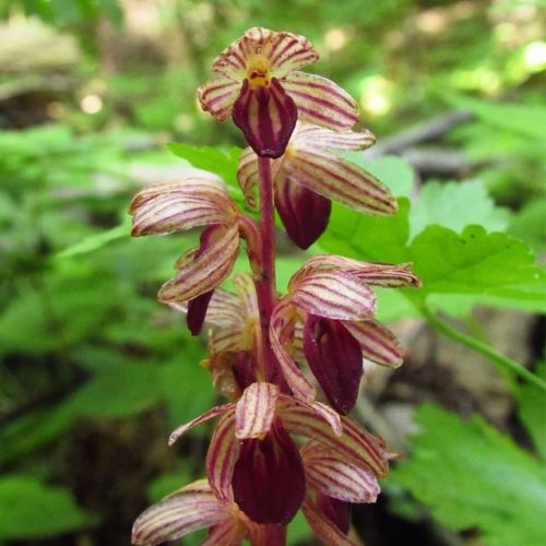 Striped Coralroot, Corallorhiza striata (Orchidaceae).#coralroot #stripedcoralroot #corallorhiza #