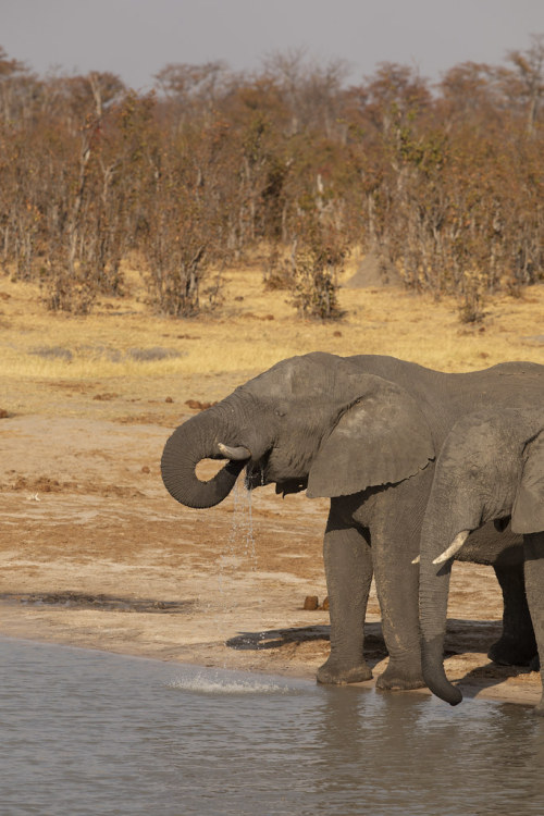 Here we see two packys from Hwange National Park, as they both enjoy a refreshing drink at the water