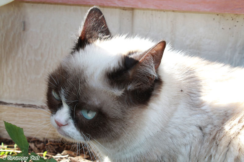tardthegrumpycat:  The Daily Grump | February 20, 2013 