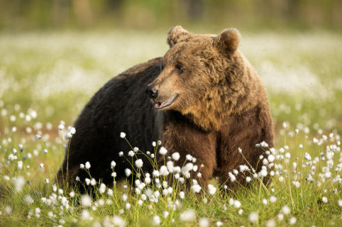 vurtual:Wild Brown Bear(by Lauri Tammik)