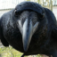 crowroboros