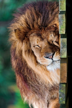 r2–d2:  Cute sleeping lion by (Tambako