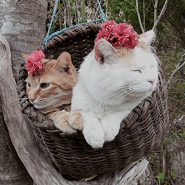 givemestuffies: dearlystims: These little fluffballs