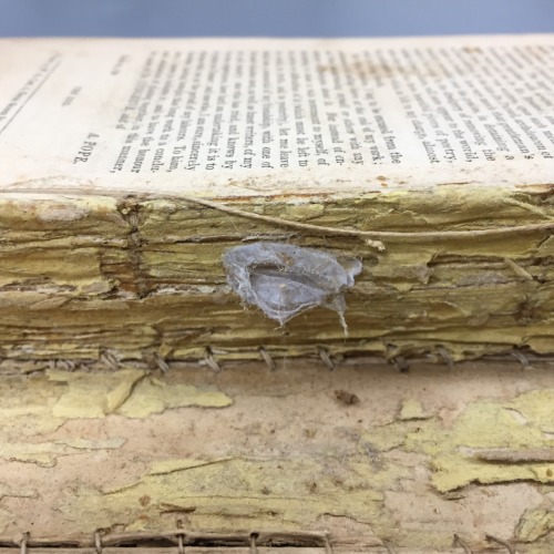 msulconservationlab:  Surprise!  I was excited when the binding of the book started to fall awa