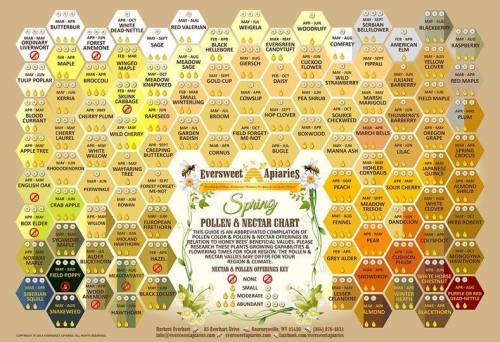 Pollen and Nectar Chart - Shades of Honey