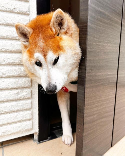 * I know you wanna go with me. But wait! . . 行きますってば。 #shiba#shibainu#glaucomadog#dogislove#uni#un