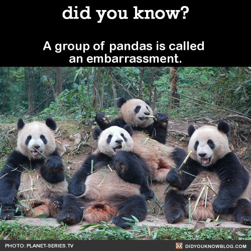 did-you-kno:A group of pandas is called an embarrassment. Source