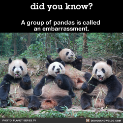 did-you-kno:A group of pandas is called an
