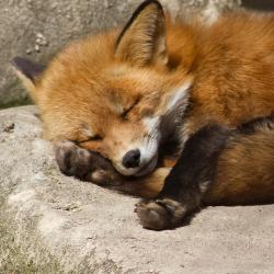 Beautiful-Wildlife:  Sweet Dreams By Nikki Vig