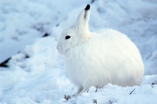 sixpenceee:  The antelope jack rabbit compared to the Artic hare. Animals in cold climates have shorter appendages and a rounded shape. this helps them preserve heat. This is known as Allen’s rule. 