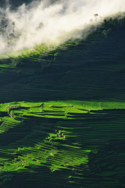 drxgonfly:  Terrace rice fields Yuanyang (by Kat wishes)