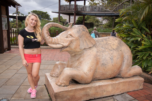 Elephant! Have any of you taken photos by adult photos