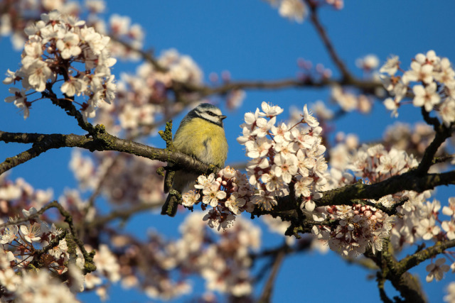 The Life Neurotic With Steve S Issues Blue Tit Amongst The Cherry