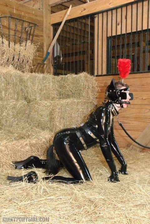 latexmare in the stable