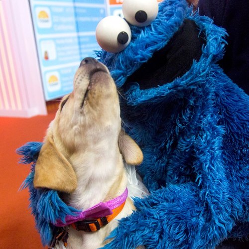somethingfamiliar: If any of you are feeling down, here’s Cookie Monster with a puppy. nipplet