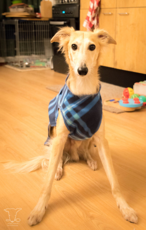 thedutchsighthound:I told Human I was very VERY cold today in the rain and wet snow at the stables, 