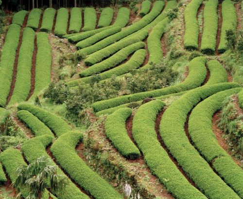 JAPAN. Tea fields. 1998.  Photography Chris Steele-Perkins/Magnum Photos