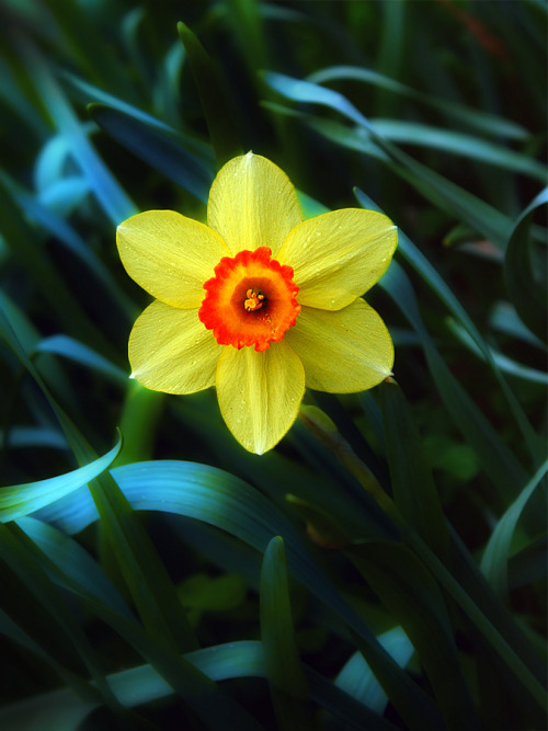 blooms-and-shrooms:  019 by Gelu0509 