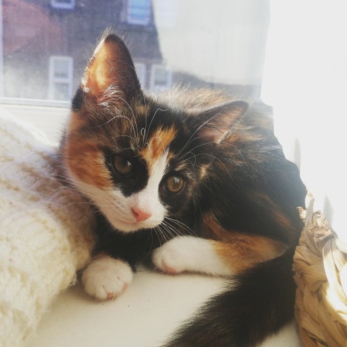 Tilly the tortoiseshell :)(submitted by @aeymon-the-aetherwalker)