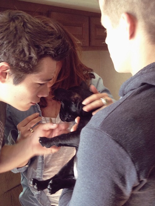 shipwreckface:  Dylan + puppies = FREAKING ADORABLE! 