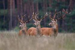 4himglory:  Brothers in Arms by Pim Leijen