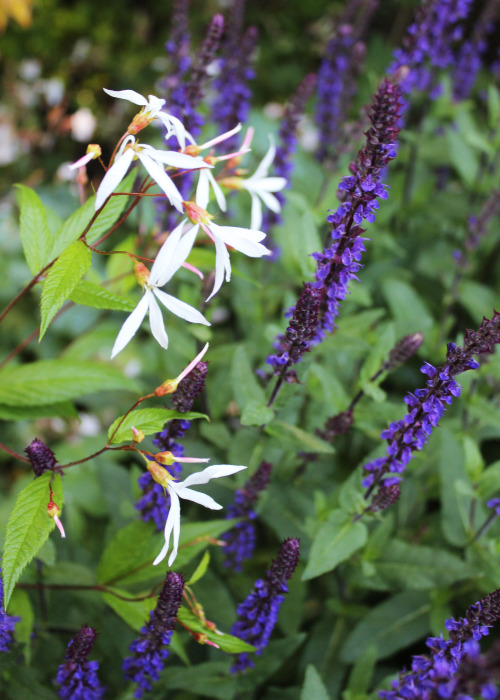 A few close ups of the perennials shown in the previous post.  The Black Columbines are seedlin