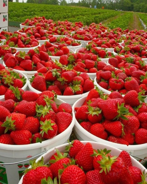 eyeheartfarms:Perfectly ripe strawberries