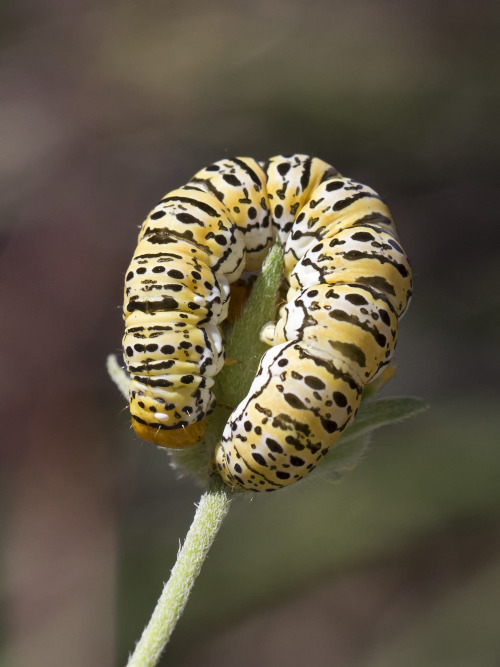 black and yellow