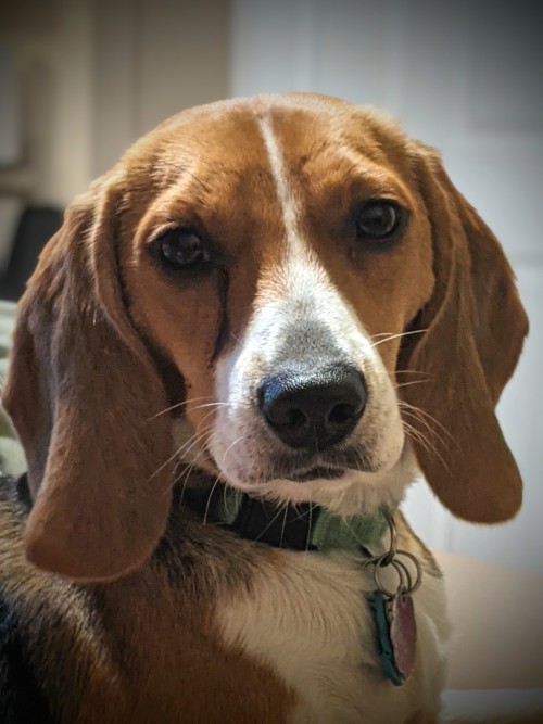 daily-beagle
