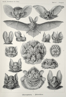 deathandmysticism:  Bats, Ernst Haeckel,