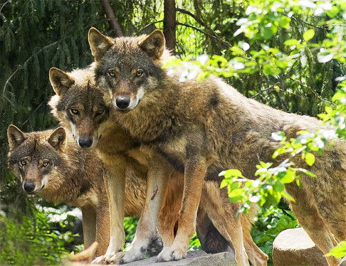 Porn Pics Band of brothers (Timber Wolves)