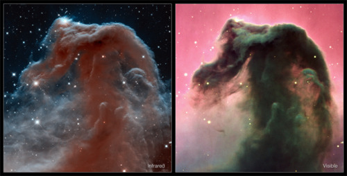discoverynews:  Hubble at 23: Horsehead Nebula in a New Light  The Hubble Space Telescope has been in orbit for 23 years and, to celebrate this milestone, the space telescope has revisited the famous Horsehead Nebula in the constellation of Orion.  It