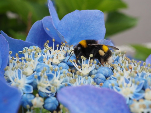 北海道はまだ紫陽花が咲いているのです。(2021/08/01)