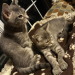 From top left to bottom right we have: Sansa, Alfred and Bruce (siblings), Lily, Bucky, and Martha (aka Momma Cat) 