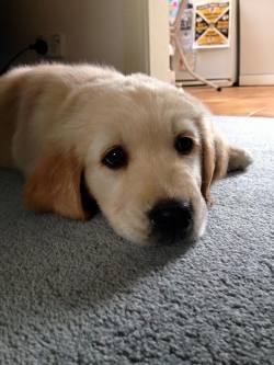 cute-overload:  Meet Zelda, the newest, fluffiest addition to the family!http://cute-overload.tumblr.com source: http://imgur.com/r/aww/ExXYQ1i