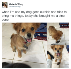 cute-baby-animals:  oliveramy:  tastefullyoffensive:  (via MelanieWang2)  The dog the world deserves ❤️❤️❤️  This is why I like dogs more than most people.  Shit just got real dark here on CBA 