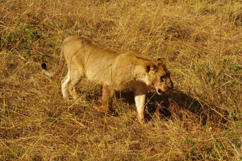 Kenyan wildlifeSome pictures I took during my safari in Kenya (Amboseli and Maasai Mara)