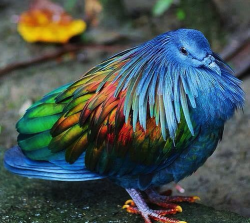 did-you-kno:  sixpenceee:  The Nicobar Pigeon is the closest living relative to the dodo. Due to a lack of natural predators and isolation on small islands, this species has been able to develop bright plumage.  This species is classified as Near Threaten