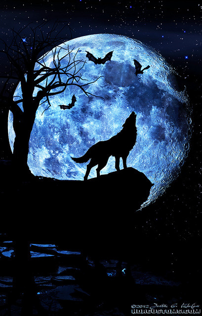 djferreira224:Wolf howling at the moon, composite art. by HDRcustoms (very busy) on Flickr.