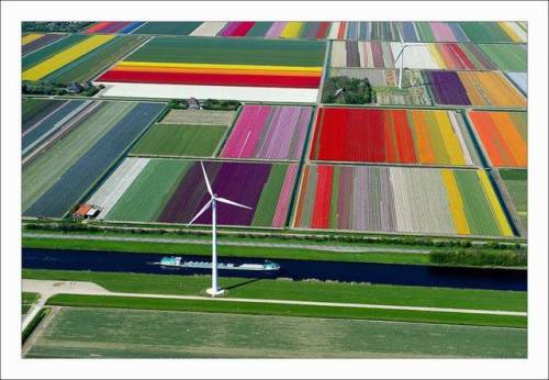Tulip Fields in The Netherlands. Tulips come in a variety of shapes and sizes as well as an array of