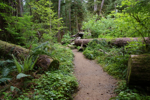 pnw-forest-side:Cutting through, because trees fall down - Quinault Rainforest Loop   Home❤️