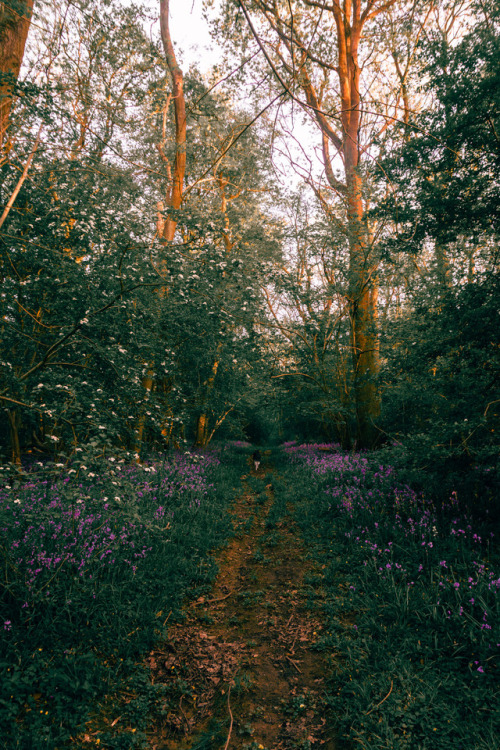 stereocolours: Bluebell walks from last month www.instagram.com/stereocolourswww.hiadammarshall.com