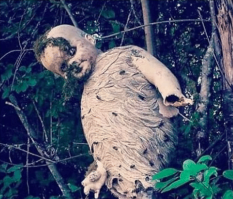 unanimousundeclaredanonymity:  sixpenceee:  An old doll turned into a wasps nest.
