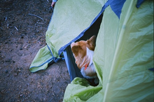 skateboardsandbooks:  Camp Corgi. Turquoise Lake, Colorado. September, 2015.