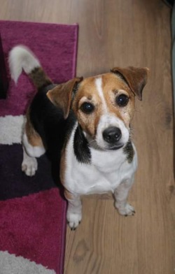 Actualdogvines:  This Is Jinxy And She Is A Jack Russell! She Is 8 Years Young And
